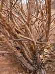 Jatropha pelargonifolia PV2513 Marsabit SZ GPS178 Kenya 2012_PV1079.jpg